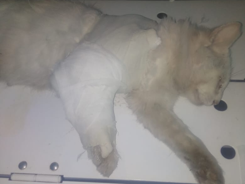Ветеринары в Забайкалье спасли котика-хулигана с переломом плеча